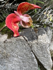 Disa uniflora