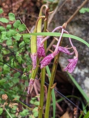 Dipodium campanulatum