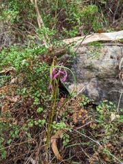 Dipodium campanulatum