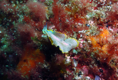 Prostheceraeus moseleyi