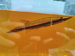 Luciocephalus pulcher