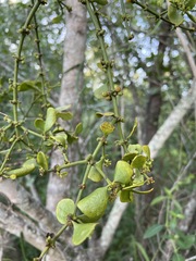 Viscum rotundifolium