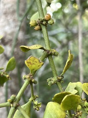 Viscum rotundifolium