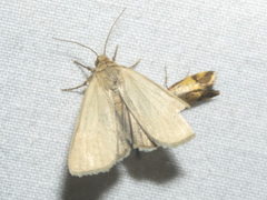 Heliocheilus moribunda