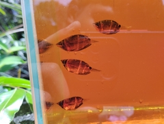 Sphaerichthys osphromenoides