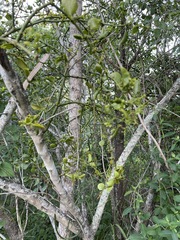 Viscum rotundifolium