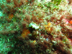 Prostheceraeus moseleyi