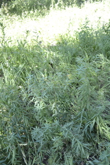 Euphorbia semivillosa