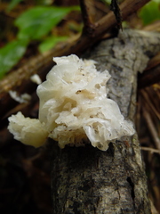 Tremella fuciformis