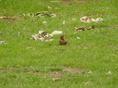 Pseudoseisura lophotes