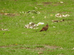 Pseudoseisura lophotes