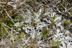 Argyrotegium fordianum