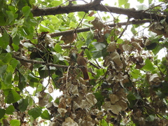 Pseudoseisura lophotes