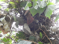 Pseudoseisura lophotes