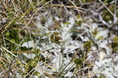 Argyrotegium fordianum