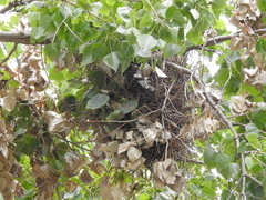 Pseudoseisura lophotes