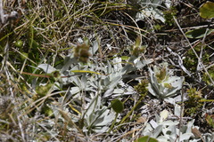 Argyrotegium fordianum