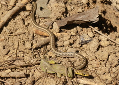 Amphiesma stolatum
