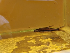 Blue-Lined Rasbora photo 3