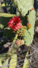 Consolea moniliformis