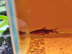 Rasbora kalochroma