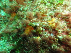 Prostheceraeus moseleyi