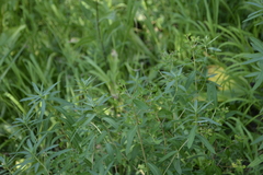 Euphorbia semivillosa