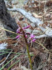 Dipodium campanulatum