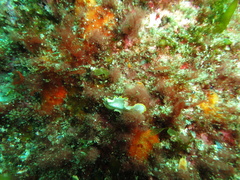 Prostheceraeus moseleyi