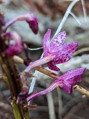 Dipodium campanulatum