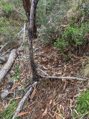 Dipodium campanulatum