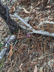 Dipodium campanulatum