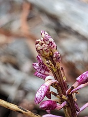 Dipodium campanulatum