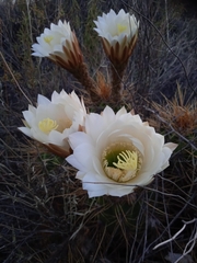 Trichocereus candicans