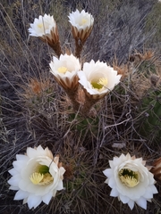 Trichocereus candicans