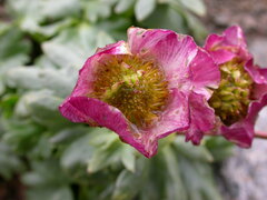 Ranunculus glacialis