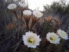 Trichocereus candicans