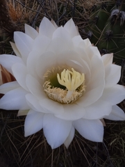 Trichocereus candicans