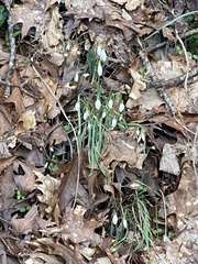 Galanthus