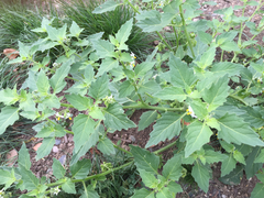 Solanum physalifolium