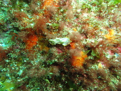 Prostheceraeus moseleyi