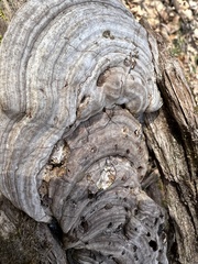 Ganoderma megaloma