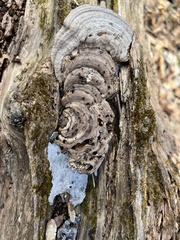 Ganoderma megaloma