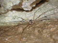 Amilenus aurantiacus