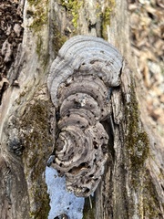 Ganoderma megaloma