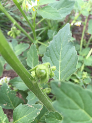 Solanum physalifolium