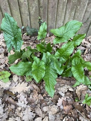 Arum maculatum