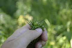Aconitum anthora