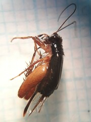 Pteronemobius arima