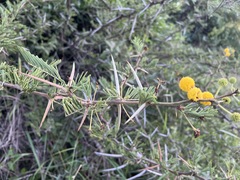 Vachellia nilotica subsp. kraussiana image